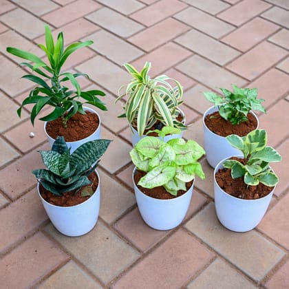 Buy Table Top Delight - Set of 6 - Dracaena Green, Song of India, Snake Green Dwarf, Peperomia Teardrop, Syngonium Golden & Pixie Green in 5 Inch Elegant Plastic Pot( Any Colour) Online | Urvann.com