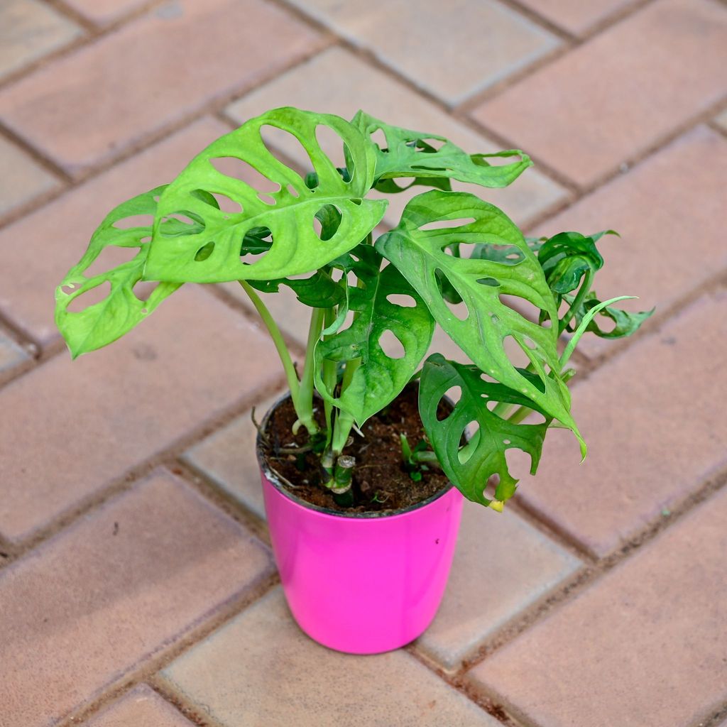 Monstera Broken Heart in 5 Inch Premium Sphere Plastic Pot (any colour)