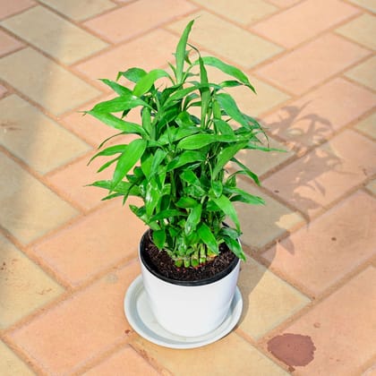 Buy Lucky Bamboo in 5 Inch White Premium Sphere Plastic Pot with Tray Online | Urvann.com