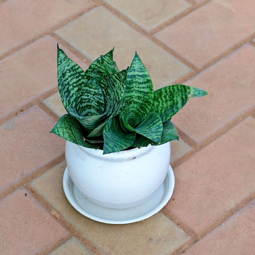 Snake Dwarf Green in 5 Inch Classy White Matki Ceramic Pot with Tray