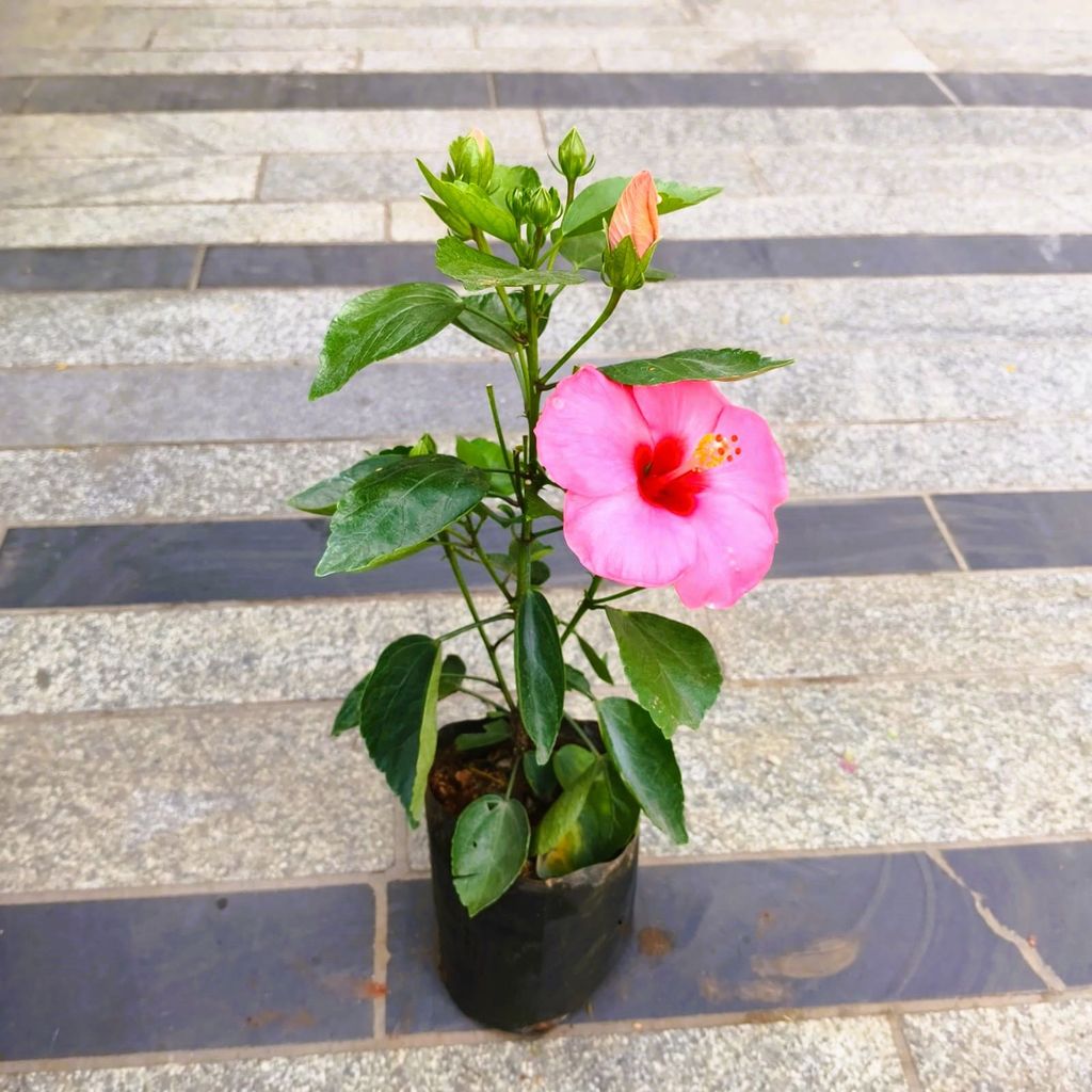 Hibiscus / Gudhal Pink in 4 Inch Nursery Bag