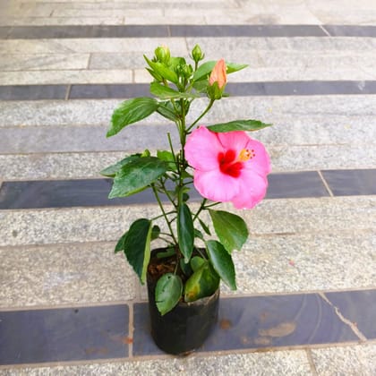 Buy Hibiscus / Gudhal Pink in 4 Inch Nursery Bag in 5 Inch Nursery Bag Online | Urvann.com