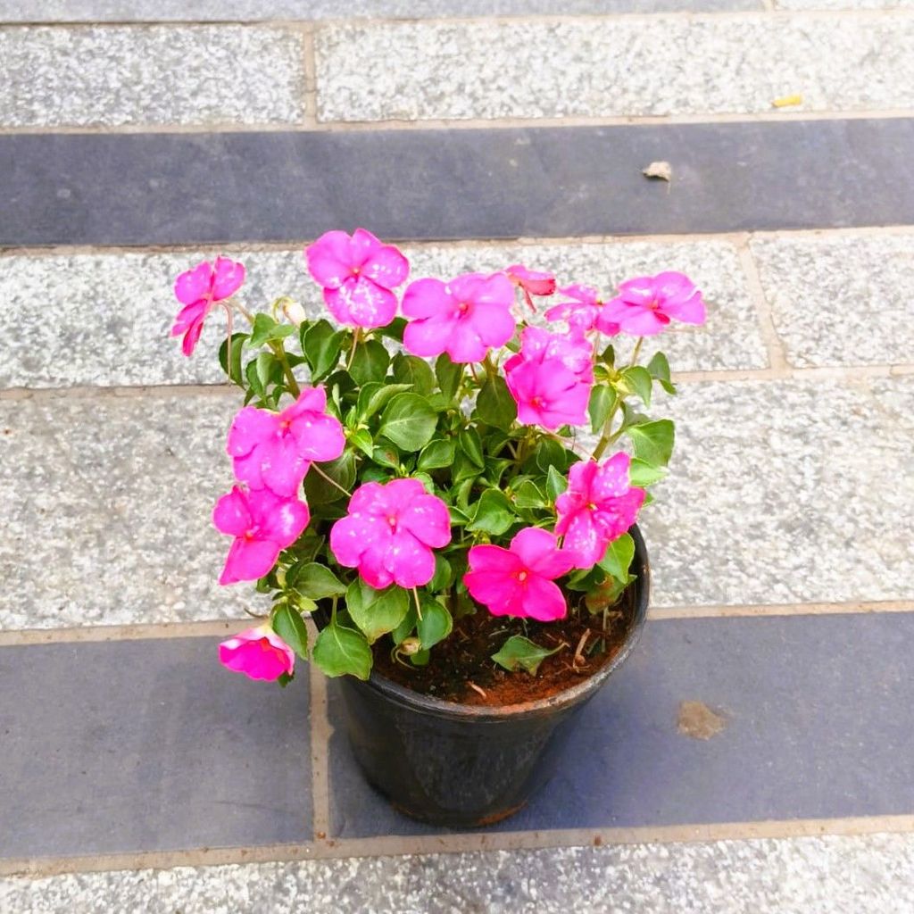 Impatient Balsamina Pink in 5 Inch Nursery Pot