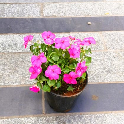 Buy Impatient Balsamina Pink in 5 Inch Nursery Pot in 5 Inch Nursery Bag Online | Urvann.com