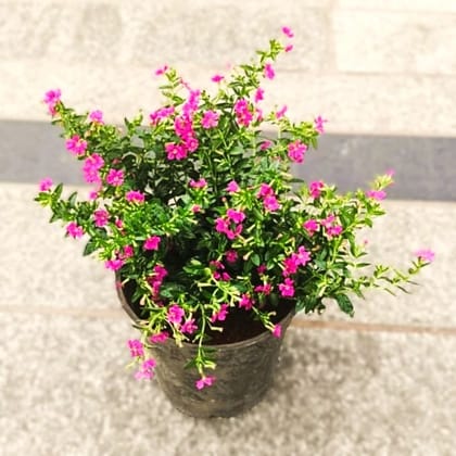 Cuphea / False Heather Pink in 4 Inch Nursery Pot