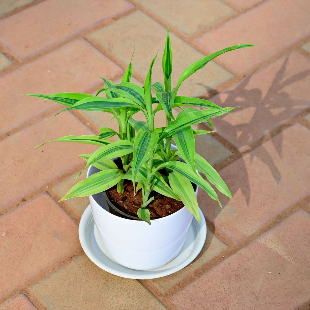 Soil Bamboo in 5 Inch White Premium Sphere Plastic Pot with Tray