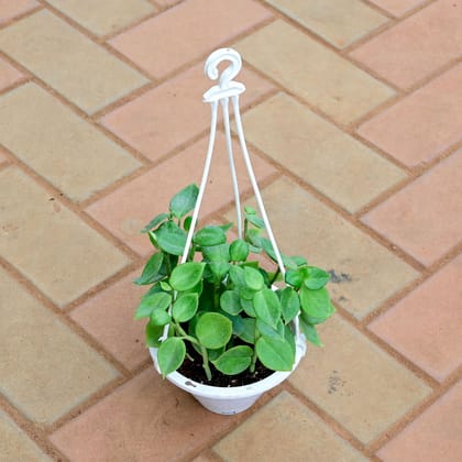 Buy Peperomia Obtusifolia / Baby Rubber Plant in 6 Inch White Hanging Plastic Pot Online | Urvann.com