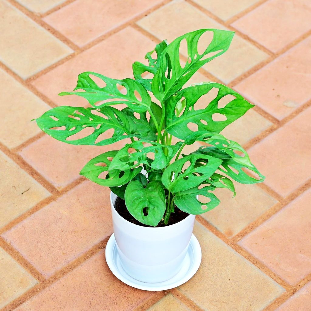 Monstera Broken Heart in 5 Inch White Premium Sphere Plastic Pot with Tray