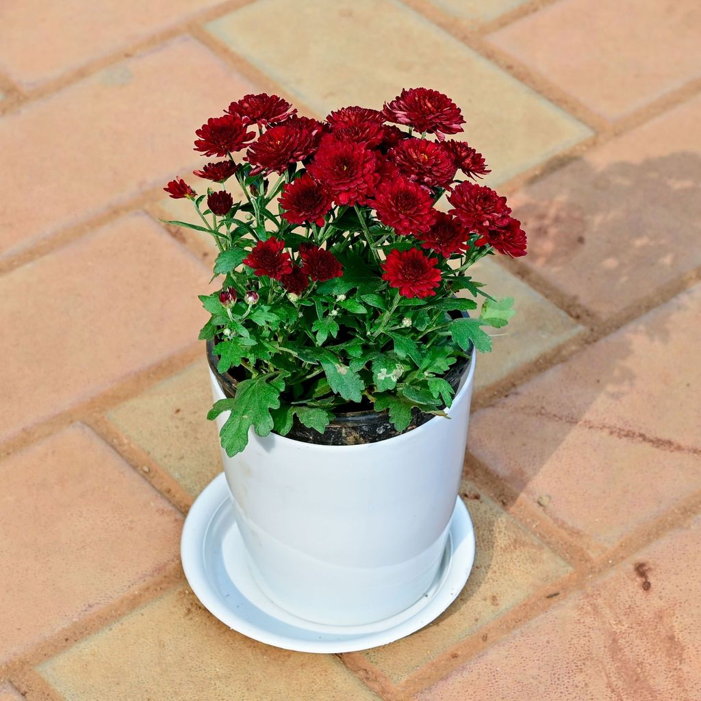 Chrysanthemum / Guldawari / Guldaudi Maroon in 5 Inch White Premium Sphere Plastic Pot with Tray