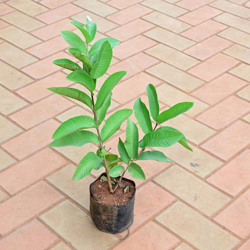 Guava / Amrood (~ 1 Ft) in 4 Inch Nursery Bag