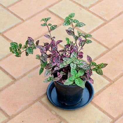 Buy Hypoestes / Polka Dot (multicoloured) in 4 Inch Nursery Pot with Tray Online | Urvann.com