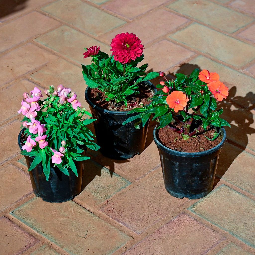 Set of 3 - Dahlia, Dog Flower & Impatients Balsamina (any colour) in 5 Inch Nursery Pot