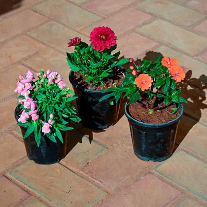 Buy Set of 3 - Dahlia, Dog Flower & Impatients Balsamina (any colour) in 5 Inch Nursery Pot Online | Urvann.com