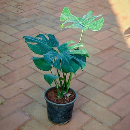 Buy Monstera Deliciosa Big leaf in 6 Inch Nursery Pot Online | Urvann.com