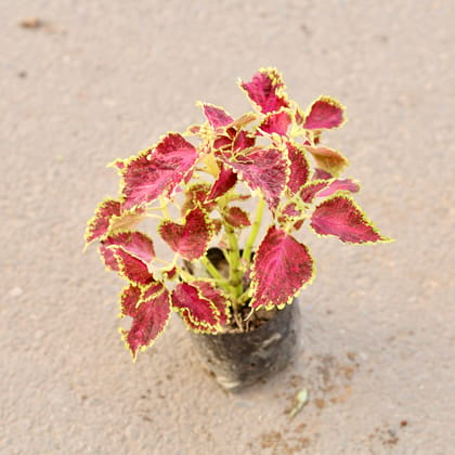 Buy Coleus (Any Colour) in 7 Inch Nursery Bag Online | Urvann.com