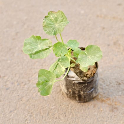 Buy Nasturtium (Any Colour) in 4 Inch Nursery Bag Online | Urvann.com