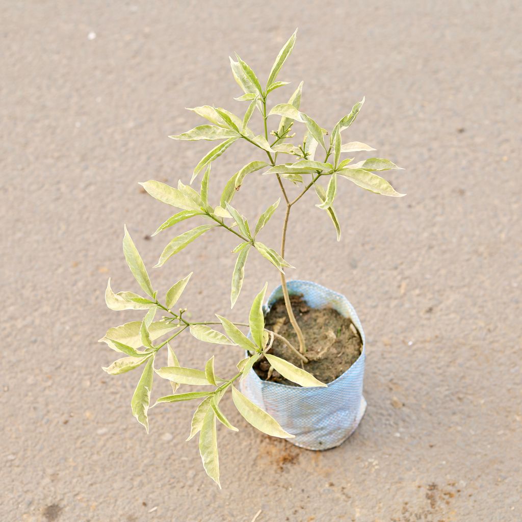 Chandni Dwarf Variegated in 7 Inch Nursery Bag