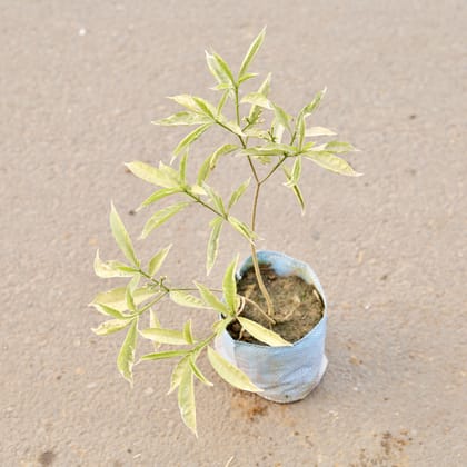 Buy Chandni Dwarf Variegated in 7 Inch Nursery Bag Online | Urvann.com