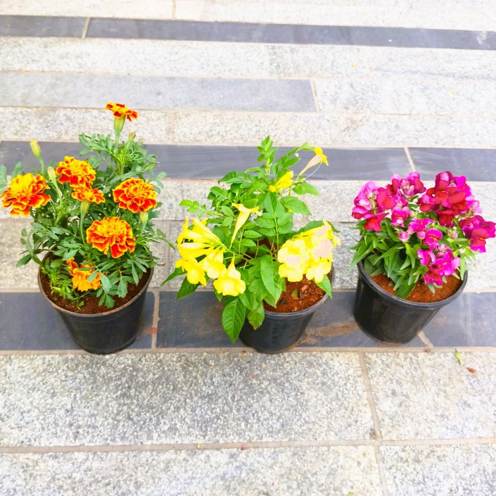 Set of 3 - Marigold / Genda French, Tecoma & Dog Flower / Anthirrhinium Majus (any colour) in 5 Inch Nursery Pot