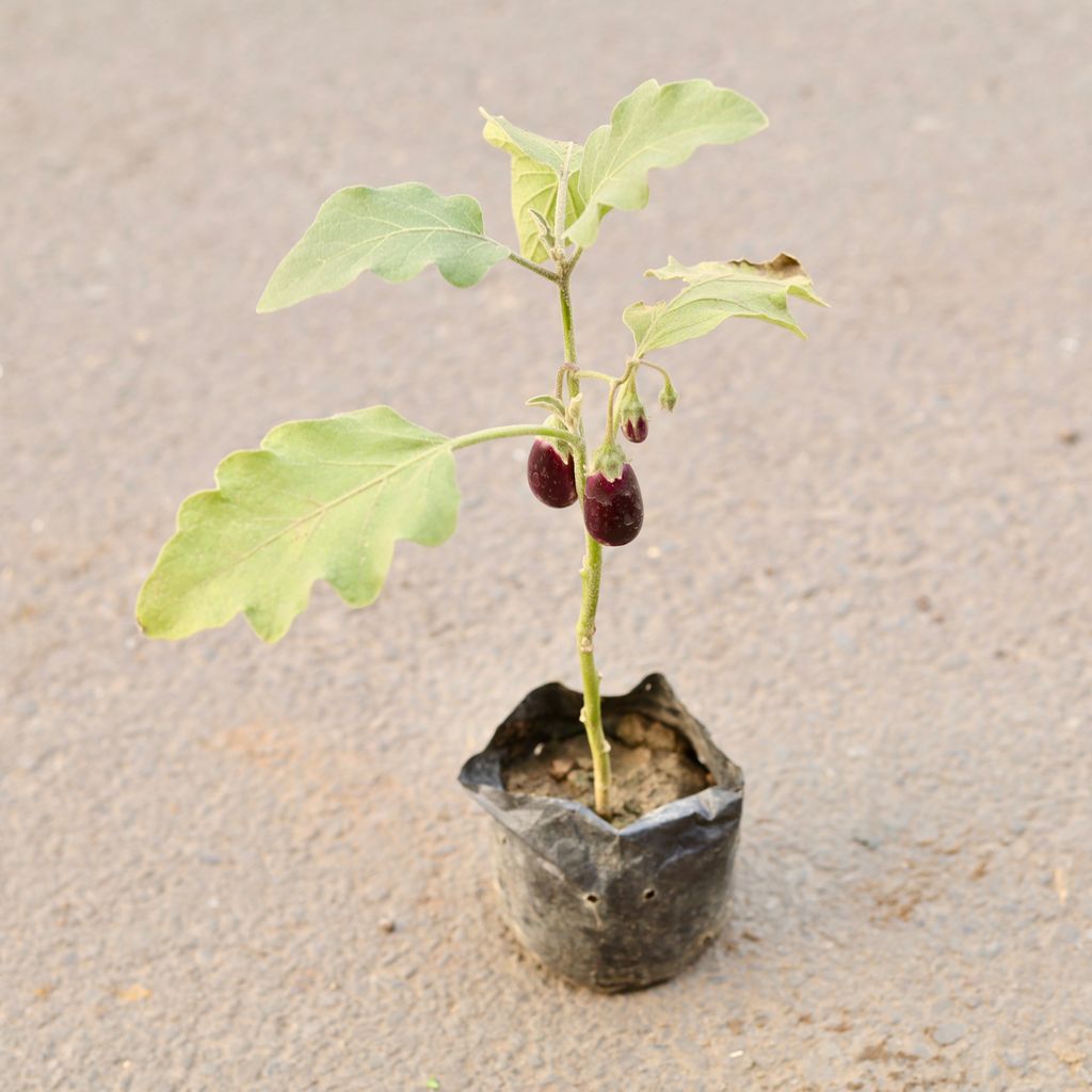 Brinjal / Baigan Plant in 4 Inch Nursery Bag