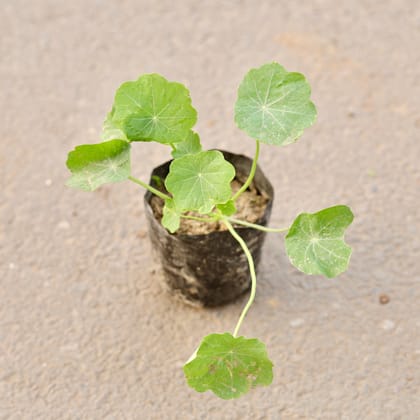 Buy Nasturtium (Any Colour) in 4 Inch Nursery Bag Online | Urvann.com