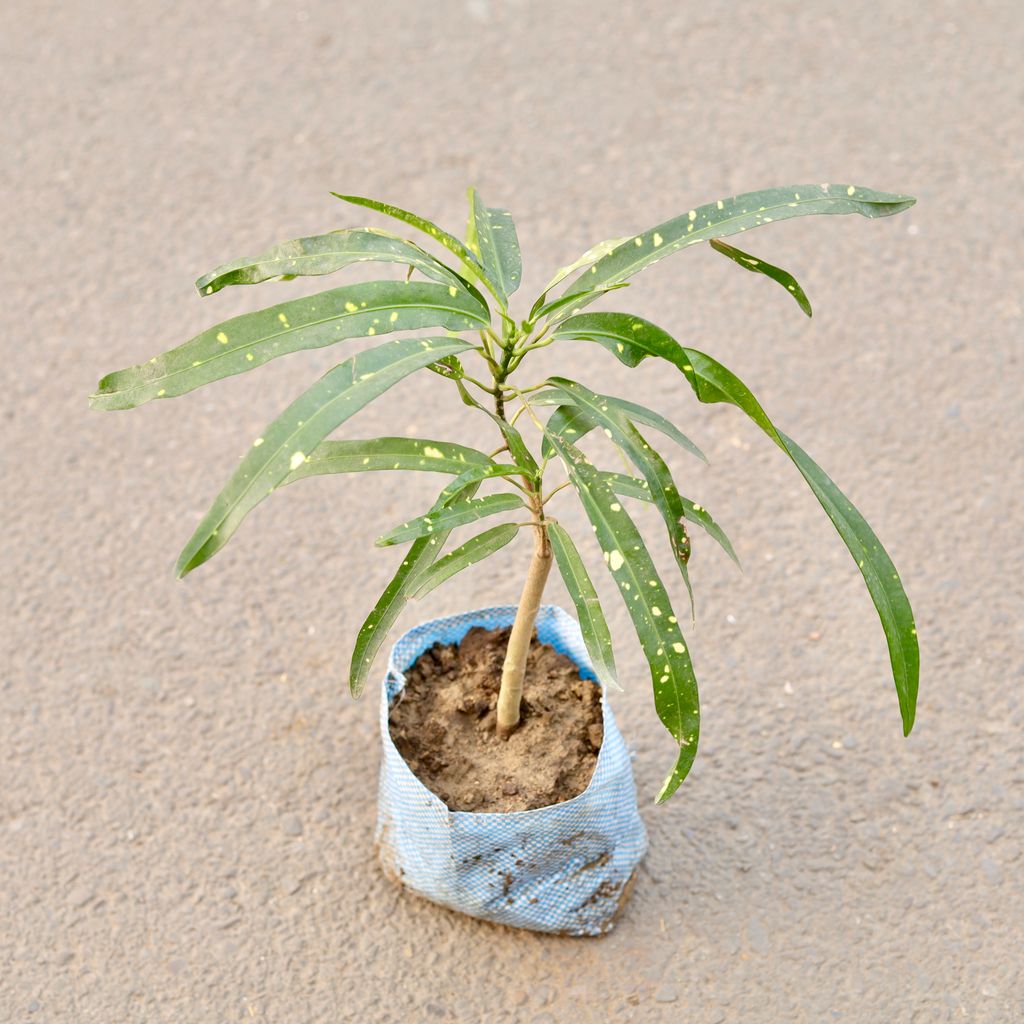 Croton Oak Leaf in 7 Inch Nursery Bag