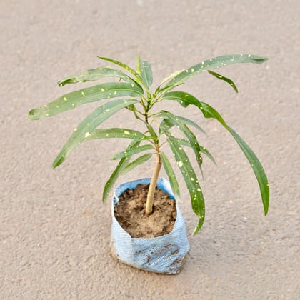 Buy Croton Oak Leaf in 7 Inch Nursery Bag Online | Urvann.com