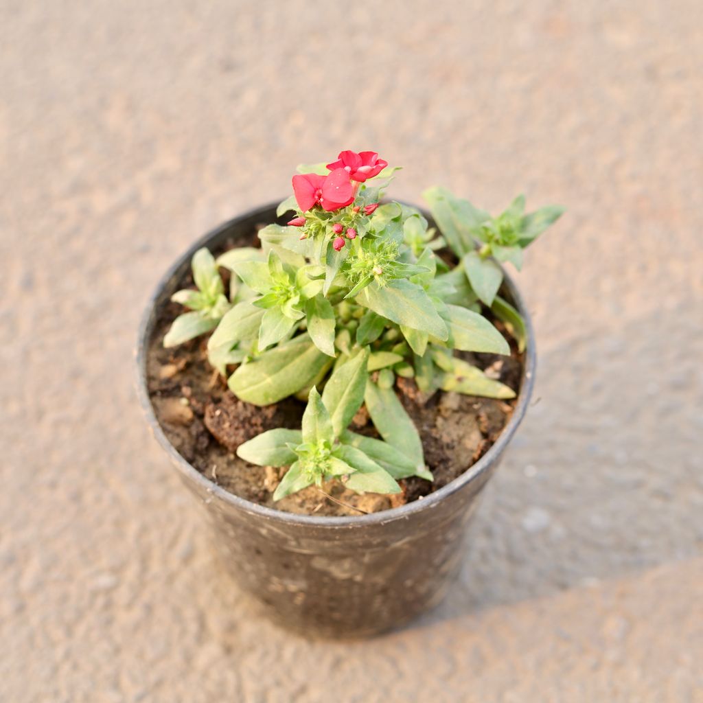 Phlox (Any Colour) in 6 Inch Nursery Pot