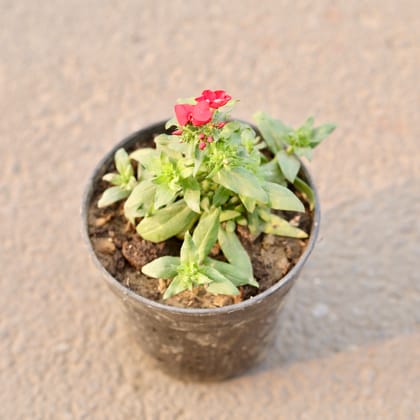 Buy Phlox (Any Colour) in 6 Inch Nursery Pot Online | Urvann.com