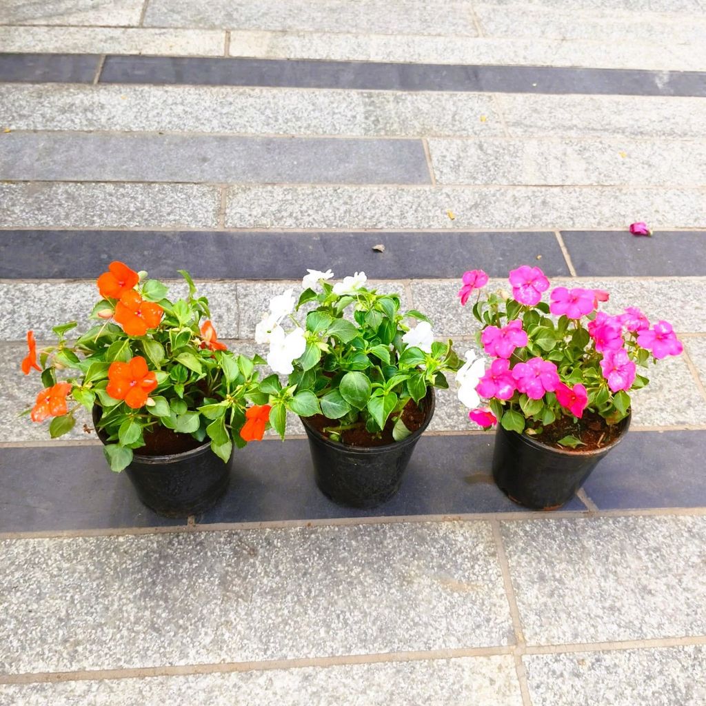 Set of 3 - Impatient Balsamina (Pink, White & Orange) in 5 Inch Nursery Pot