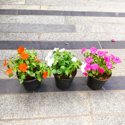 Buy Set of 3 - Impatient Balsamina (Pink, White & Orange) in 5 Inch Nursery Pot in 5 Inch Nursery Bag Online | Urvann.com