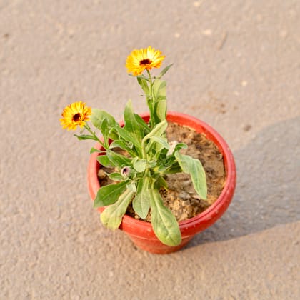 Buy Calendula (Any Colour) in 8 Inch Terracotta Red Classy Plastic Pot Online | Urvann.com