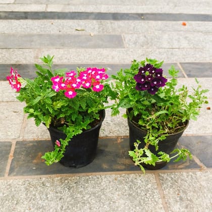 Buy Set of 2 - Verbena (any colour) in 4 Inch Nursery Bag in 5 Inch Nursery Bag Online | Urvann.com