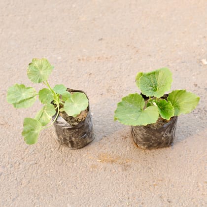 Buy Set Of 2 - Cineraria & Nasturtium (Any Colour) in 4 Inch Nursery Bag Online | Urvann.com