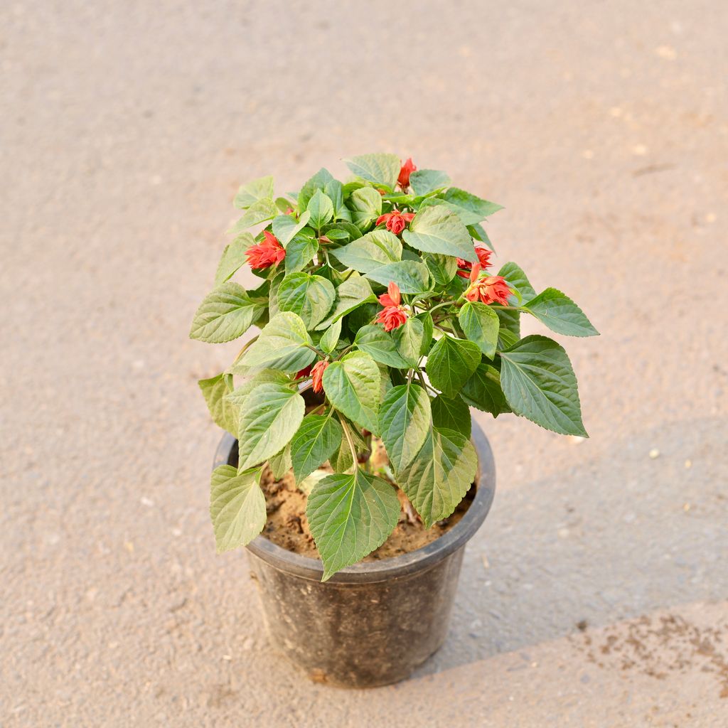 Salvia Red in 8 Inch Nursery Pot