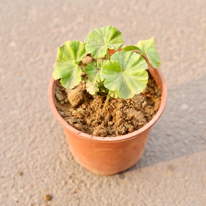 Buy Geranium (Any Colour) in 6 Inch Nursery Pot Online | Urvann.com