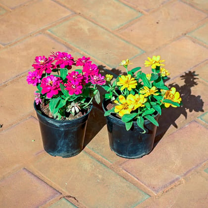 Buy Set of 2 - Zinnia ( Pink & Yellow ) in 4 Inch Nursery Pot Online | Urvann.com