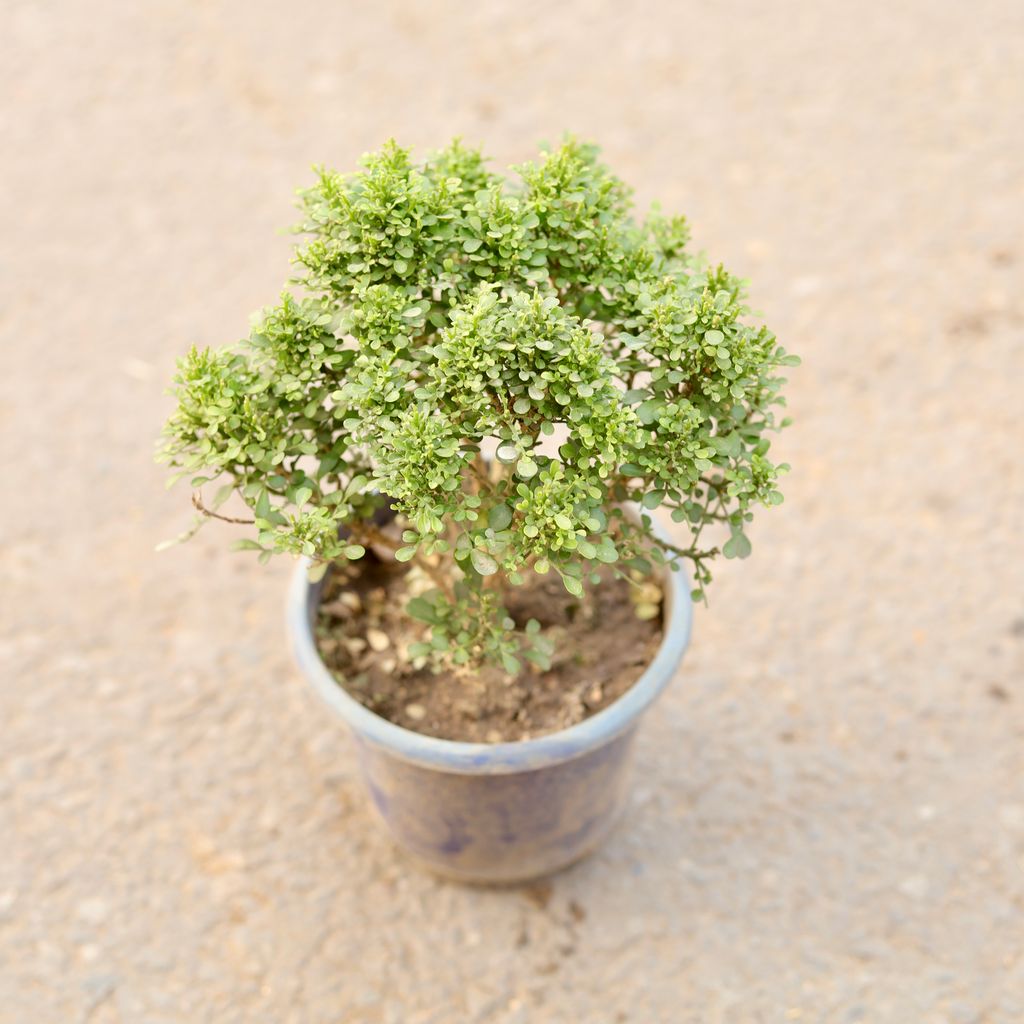 Table Kamini in 5 Inch Nursery Pot