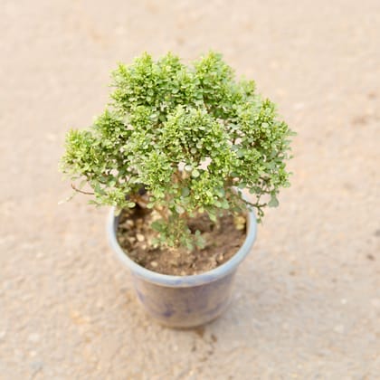 Buy Table Kamini in 5 Inch Nursery Pot Online | Urvann.com