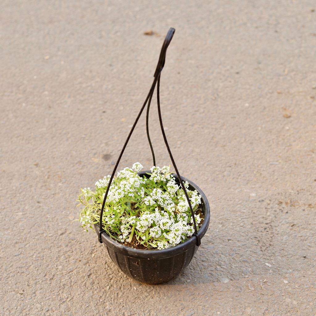 Alyssum White in 8 Inch Black Hanging Plastic Pot