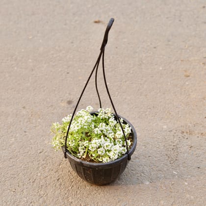 Buy Alyssum White in 8 Inch Black Hanging Plastic Pot Online | Urvann.com