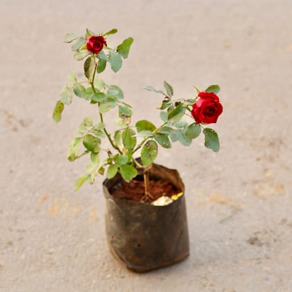 Buy English Rose / Gulab Red in 8 Inch Nursery Bag Online | Urvann.com