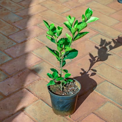 Buy Gardenia / Gandhraaj  in 5 Inch Nursery Pot Online | Urvann.com