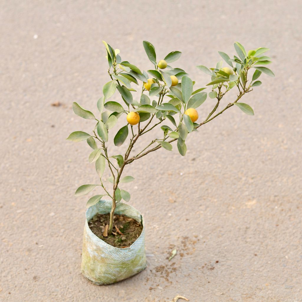 China Orange / Narangi in 7 Inch Nursery Bag