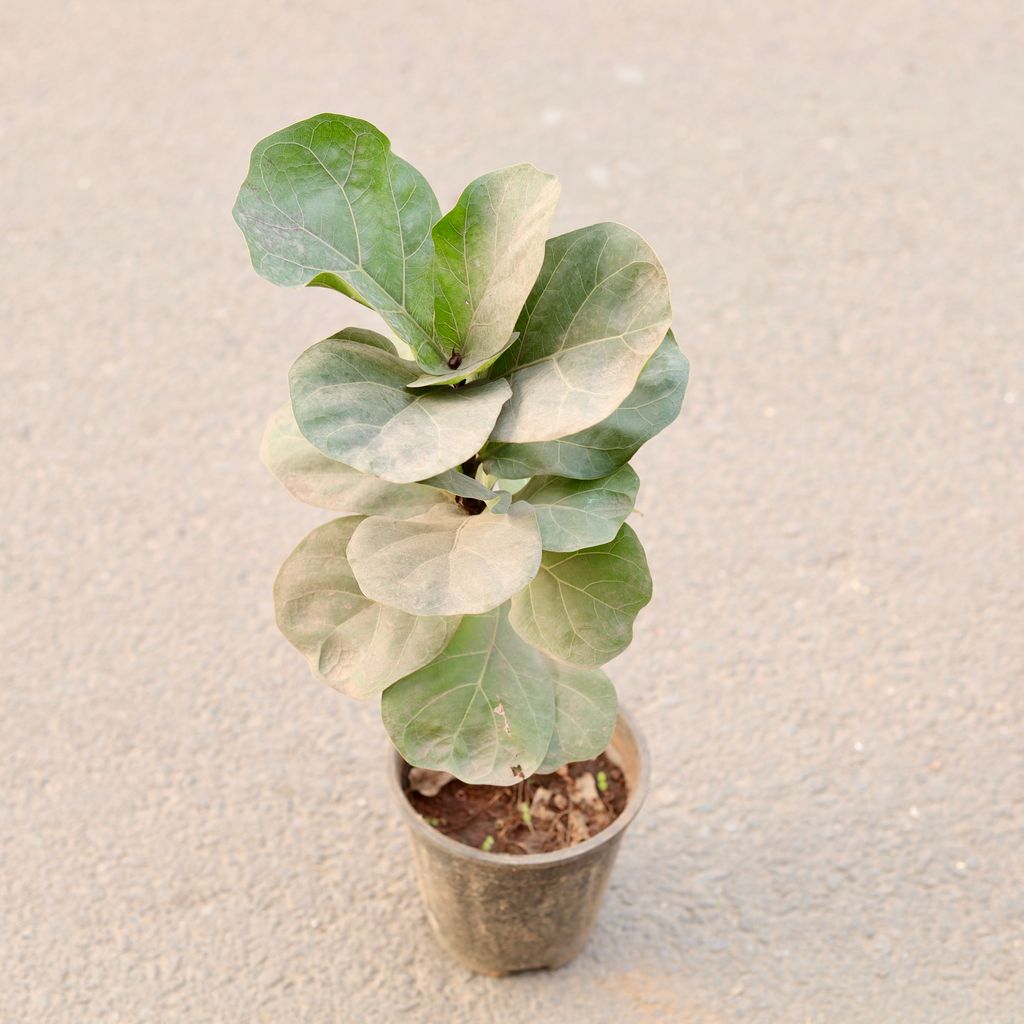 Fiddle Leaf Fig / Ficus Lyrata in 6 Inch Nursery Pot