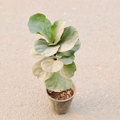 Buy Fiddle Leaf Fig / Ficus Lyrata in 6 Inch Nursery Pot Online | Urvann.com