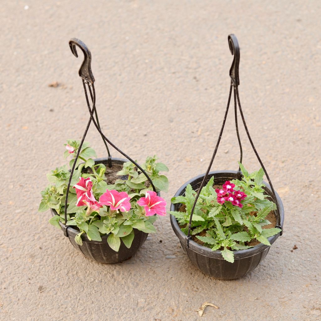 Set Of 2 - Petunia & Verbena (Any Colour) in 8 Inch Black Hanging Plastic Pot