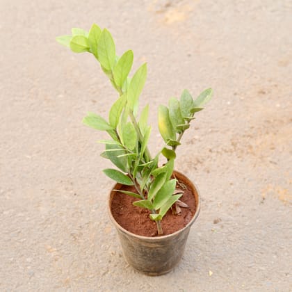 Buy Zz Green in 6 Inch Nursery Pot Online | Urvann.com