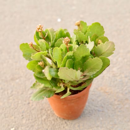 Buy Kalanchoe Succulent (Any Colour) in 6 Inch Nursery Pot Online | Urvann.com