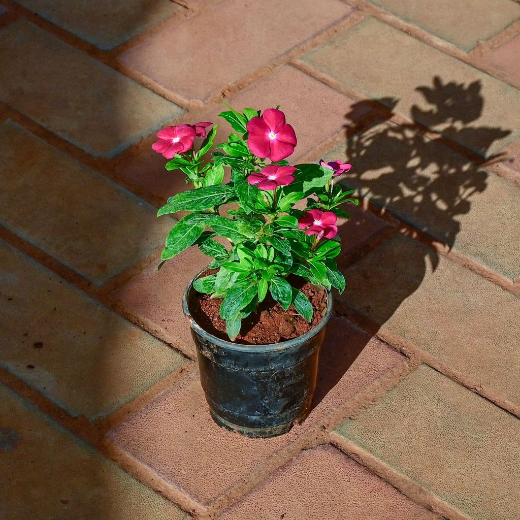 Periwinkle / Vinca / Sadabahar Pink in 4 Inch Nursery Pot